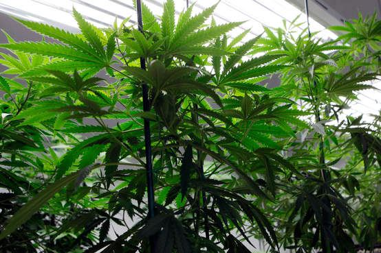 Castelo Branco: GNR apreende plantas de cannabis com mais de quatro metros de altura